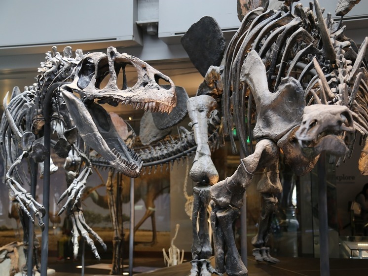 «Учитывая их возраст, они, вероятно, были сделаны динозаврами»