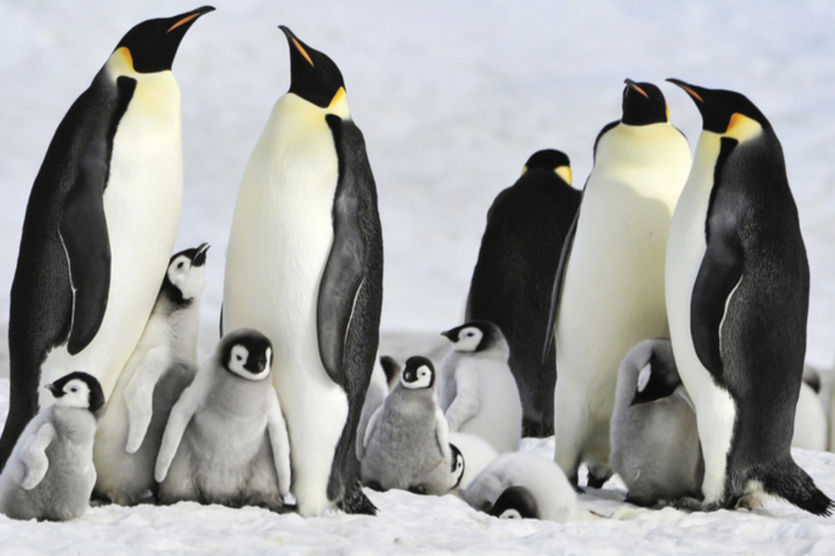 Scientists have named new amazing features of penguins