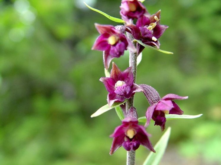 Превращенного в цветок охотника нашли в Карелии