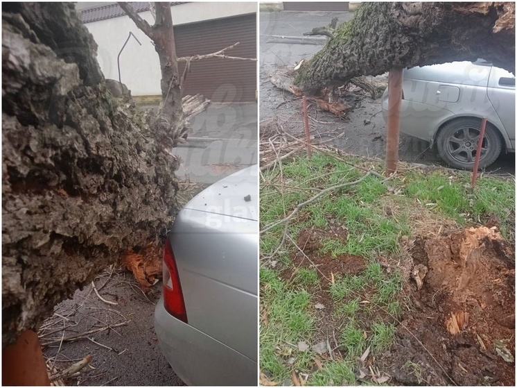 В Ростове упавшее дерево едва не повредило машину в Нахичевани