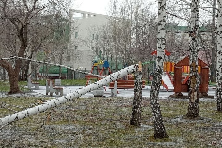 В Алтайском крае 3 декабря прогнозируют штормовой ветер