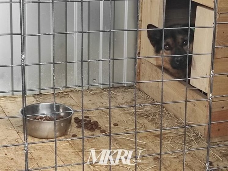Собак грузят в рефрижераторы в Чите — версии директора приюта и волонтеров