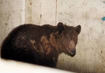 В Коми медведь-шатун напал на бригаду лесозаготовщиков, сообщает 112