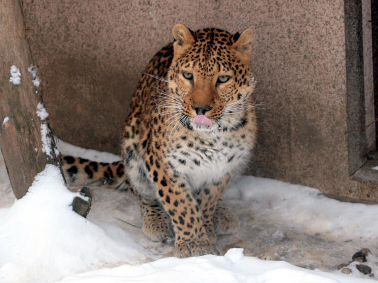 На Ставрополье ловят леопарда, напавшего на хозяина и убежавшего от полицейского