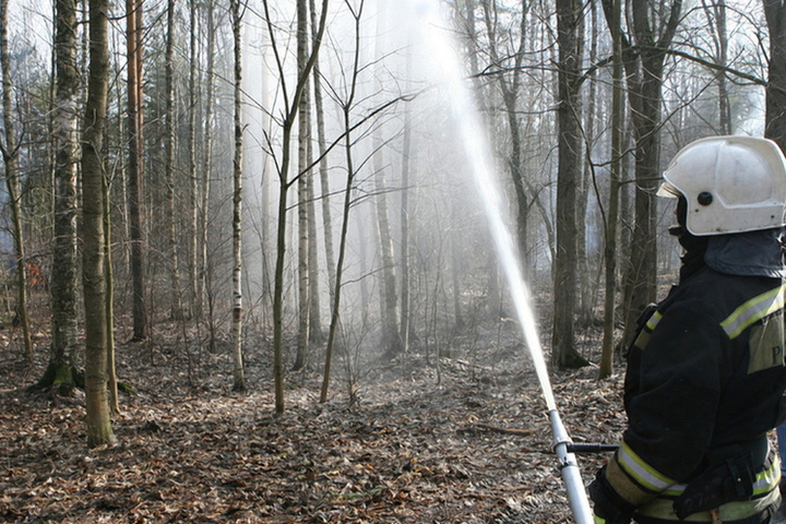 На борьбу с лесными пожарами в Новгородской области выделят 43,7 млн рублей