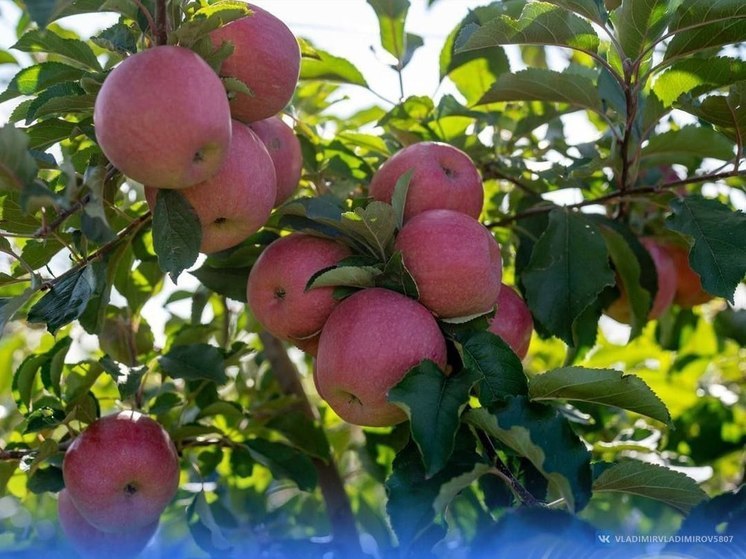 На Ставрополье заложили фруктовый сад суперинтенсивного типа