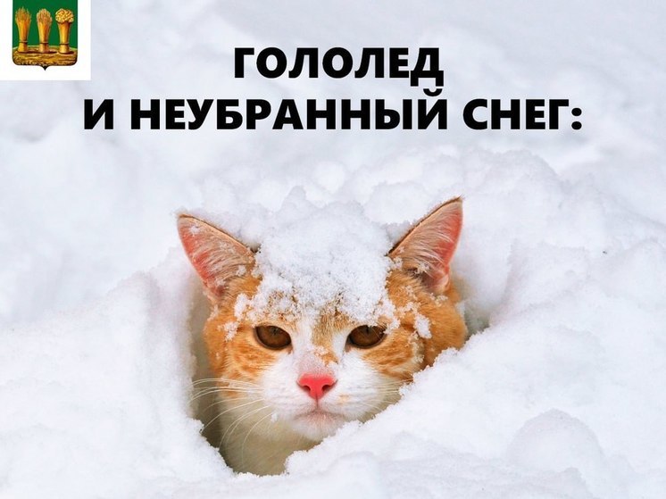 Пензенская мэрия рассказала, куда жаловаться на неубранный снег с помощью котиков