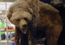 Медведицу, напавшую на четверых рабочих в лесу, ищут, но не могут найти
