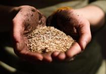 С начала 2023 года при экспорте из Республики Бурятия проконтролировано было более 17 тысяч тонн зерна и продуктов его переработки