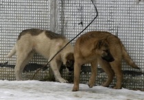 На зоозащитницу в Забайкальском крае напал сотрудник приюта для собак – видеокадры с инцидентом у стен учреждения публикует «Чита.ру»