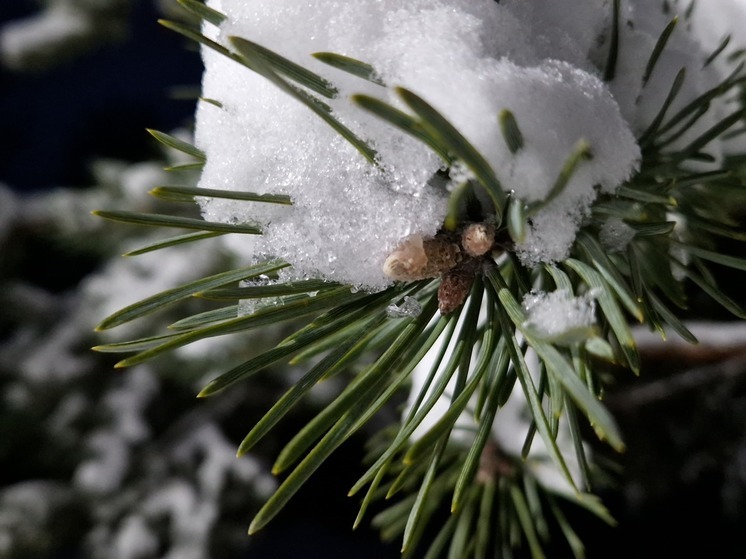 Гидрометцентр: В Рязани за полдня выпало более 20% месячной нормы снега