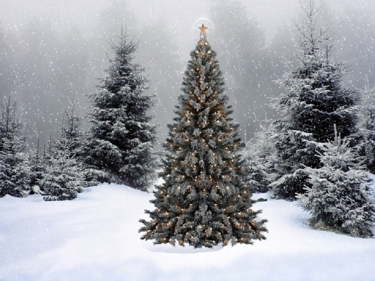 Жителям Ямала разрешили рубить елки к Новому году