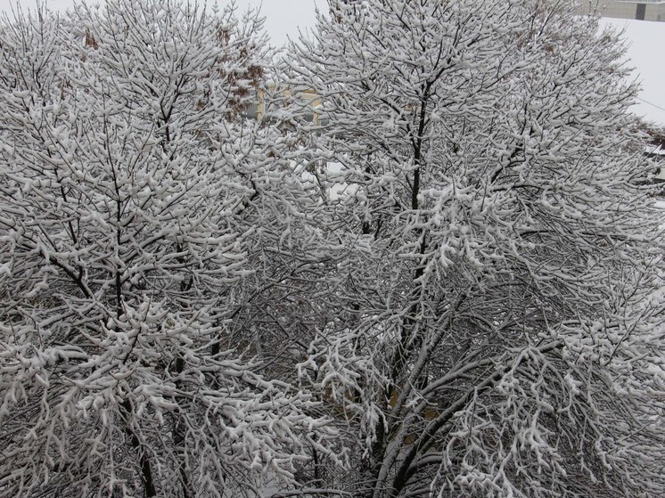Метеоролог Шувалов предупредил петербуржцев об аномальных морозах в конце недели