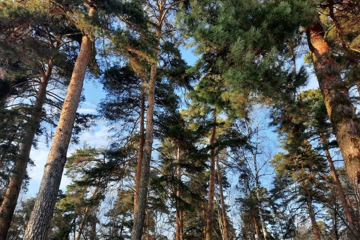 В Калужской области за год оздоровили 175 га леса