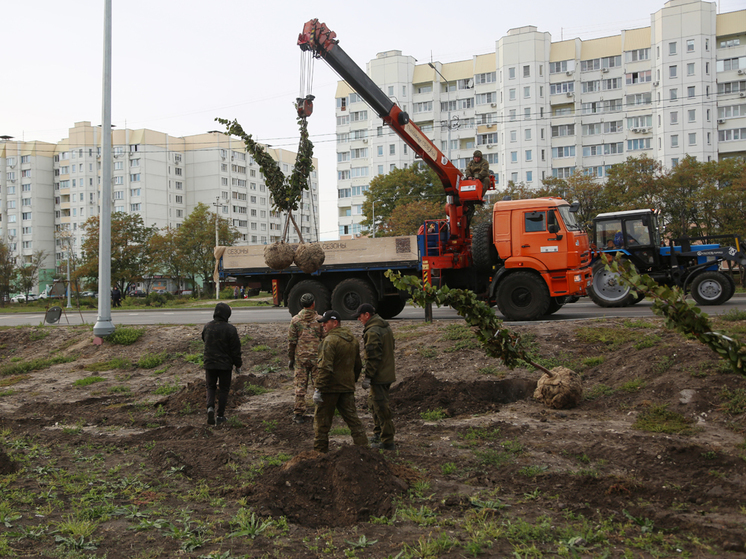 В Воронеже за год высадили более 5,7 тысяч деревьев и 66 тысяч кустарников