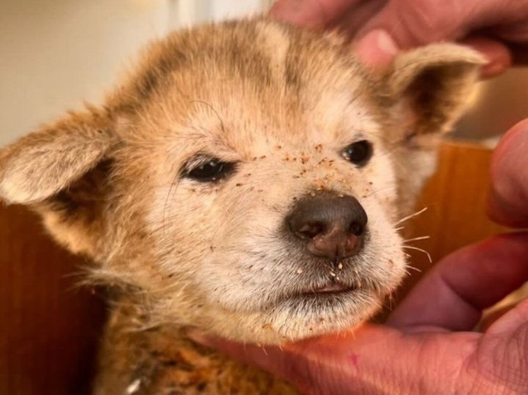 «Заживо ели власоеды»: неравнодушные сахалинцы помогли истощенному щенку