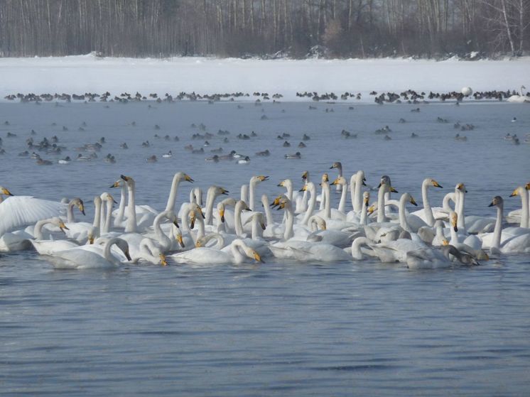 В Алтайском крае на озере Светлом выросло число лебедей с приходом холодов
