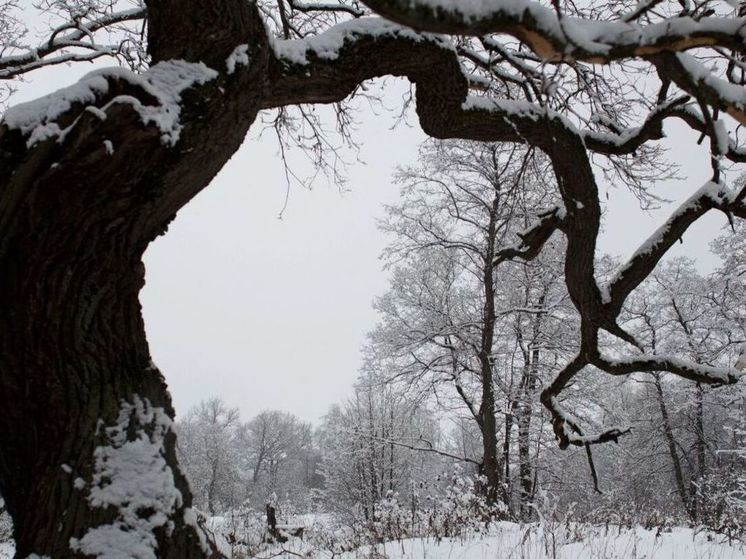 В Подмосковье пришли обещанные морозы, в пятницу ждем -20°