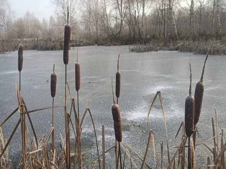 Собак, провалившихся под лед, спасли в Подмосковье