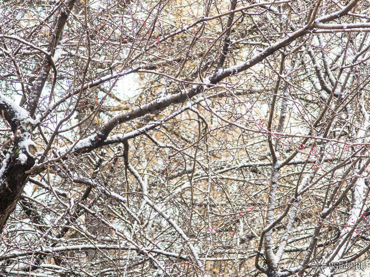 Обильный снегопад и потепление ожидаются в Кузбассе