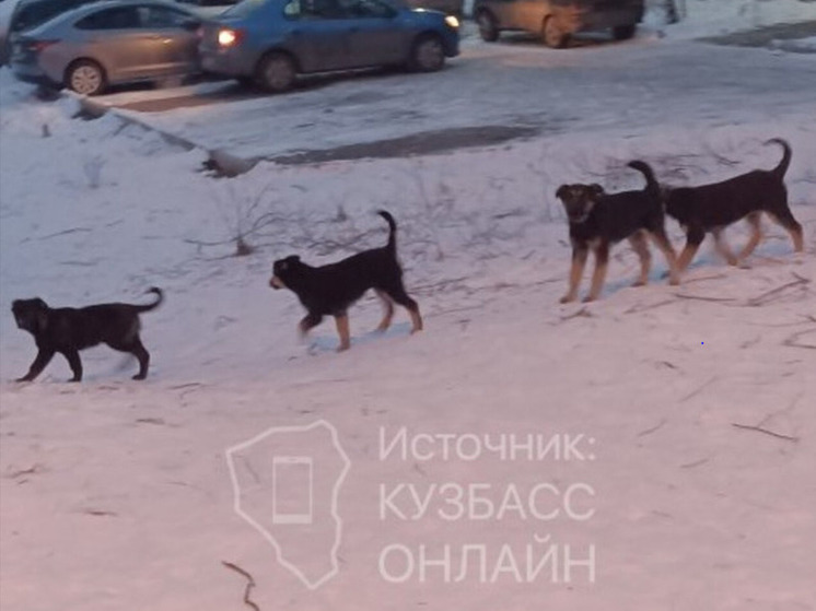 Бездомные животные атаковали жилой район в Новокузнецке