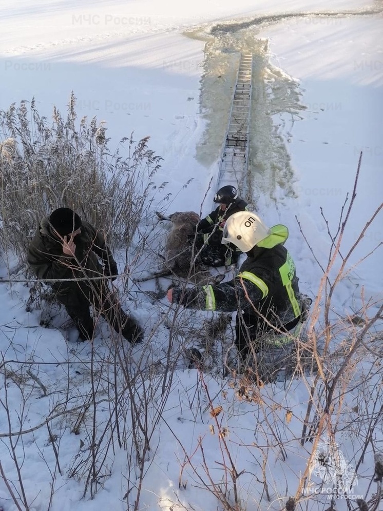 В Тверской области под лед провалился олень
