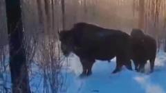 Якутяне в лесу встретили стадо бизонов