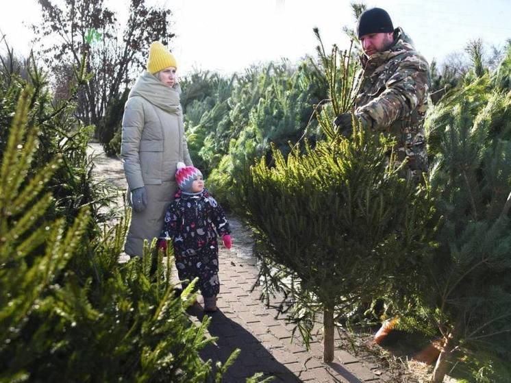 На елочных базарах белгородцы смогут купить елки и сосны в кадках