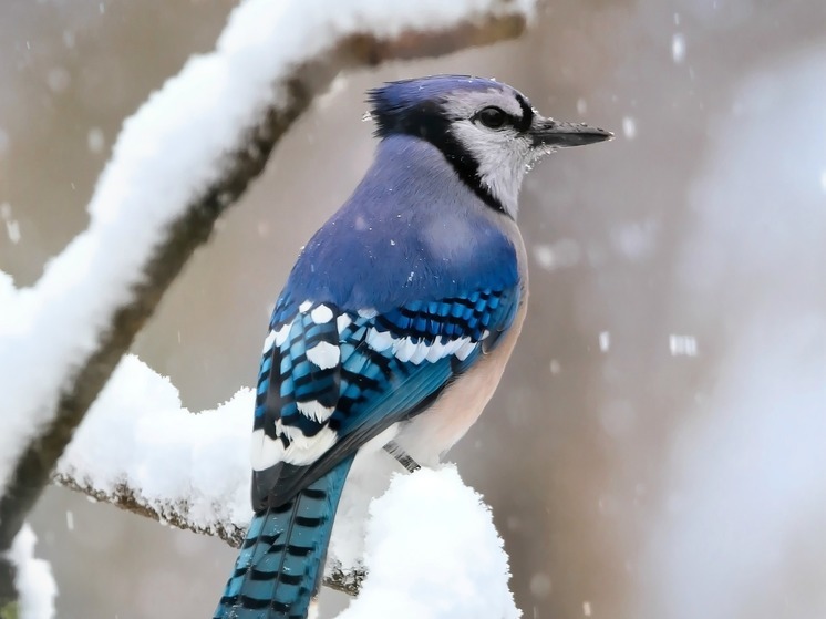 Синоптики 6 декабря снова предсказывают в Смоленске снег