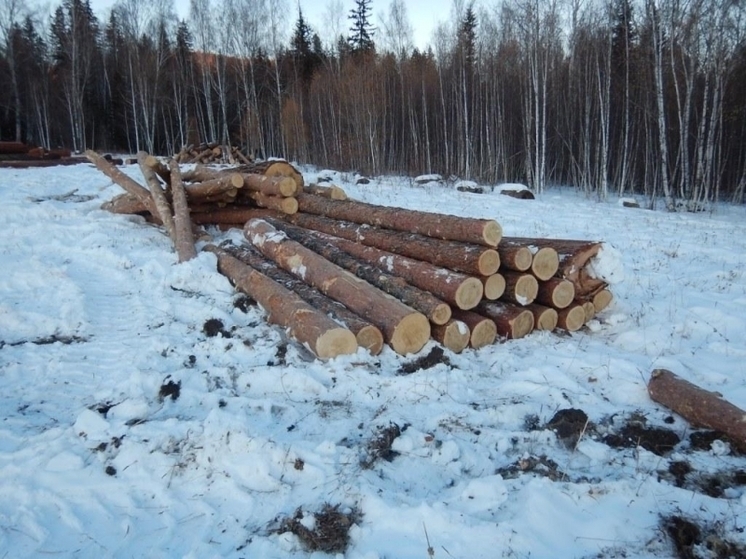 В Ярославской области черные лесорубы «наработали» почти на миллион рублей