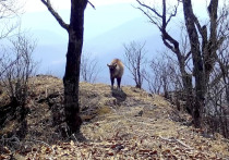 На территории национального парка «Земля леопарда» был зафиксирован редчайший горал