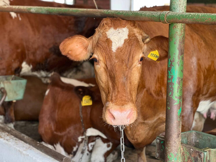 В Хабаровском крае развивается племенное животноводство