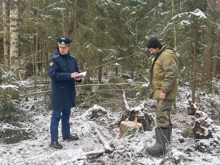 В Рыбинском районе черные лесорубы нарубили деревьев почти на миллион