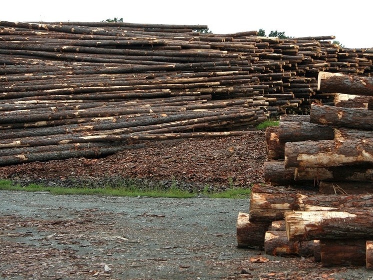 В Башкирии незаконно вырубили лес на 7 млн рублей