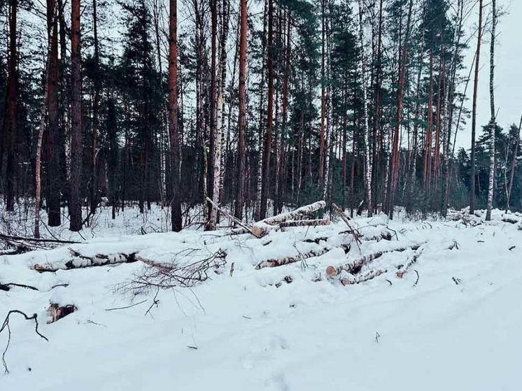 В Игумново и Дементьево остановили вырубку леса