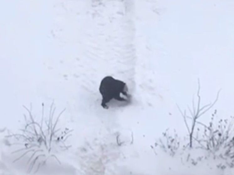 В Люберцах пожилая бабушка руками расчищала тропинку в городе