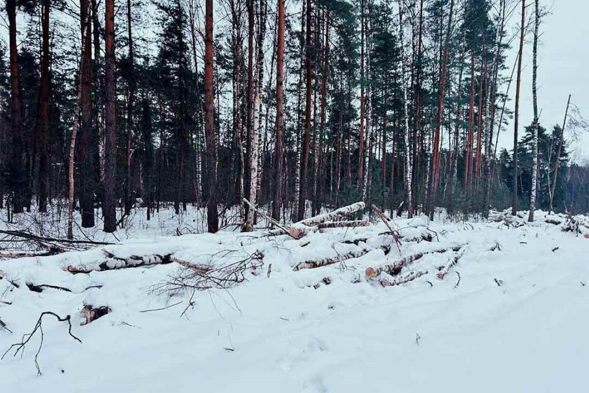 В Игумново и Дементьево остановили вырубку леса