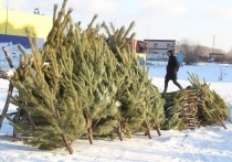 Омский лесхоз будет продавать новогодние ели по цене от 300 до 500 рублей в зависимости от их размера