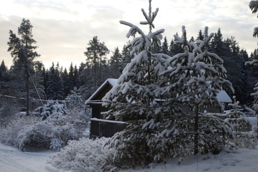 В Новгородской области ожидается аномально холодная погода