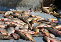 Рыночная стоимость данной рыбы превысила 13,6 миллионов рублей.