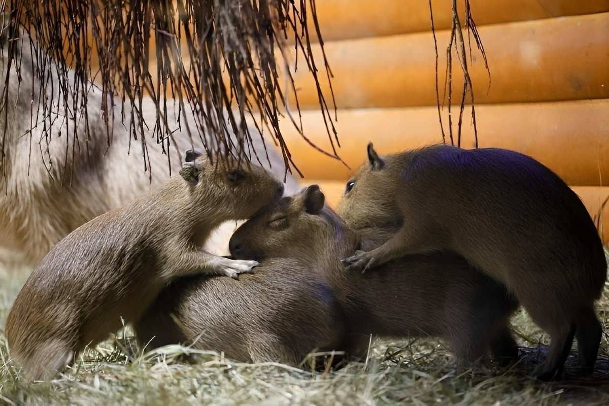 У капибар родились детеныши в Ленинградском зоопарке
