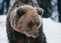 В Усть-Камчатском районе сторожа атаковал медведь-шатун, однако его удалось спасти благодаря собакам