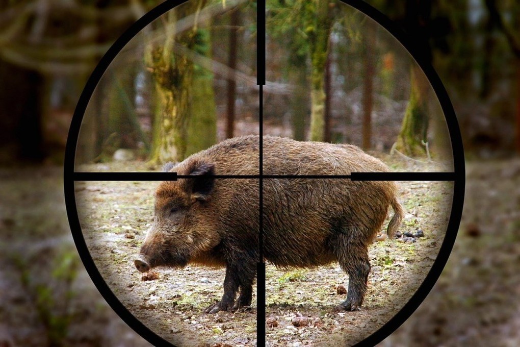 Из-за признаков вспышки АЧС в Макарьевском районе запрещена охота на кабанов