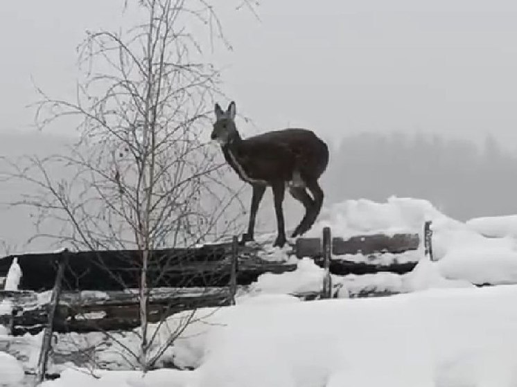 В Хабаровском крае инспектору пришлось провести беседу с кабаргой, забравшейся на крышу