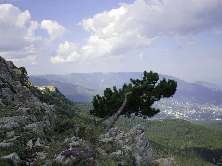 В Крыму четыре уникальных дерева стали памятниками природы
