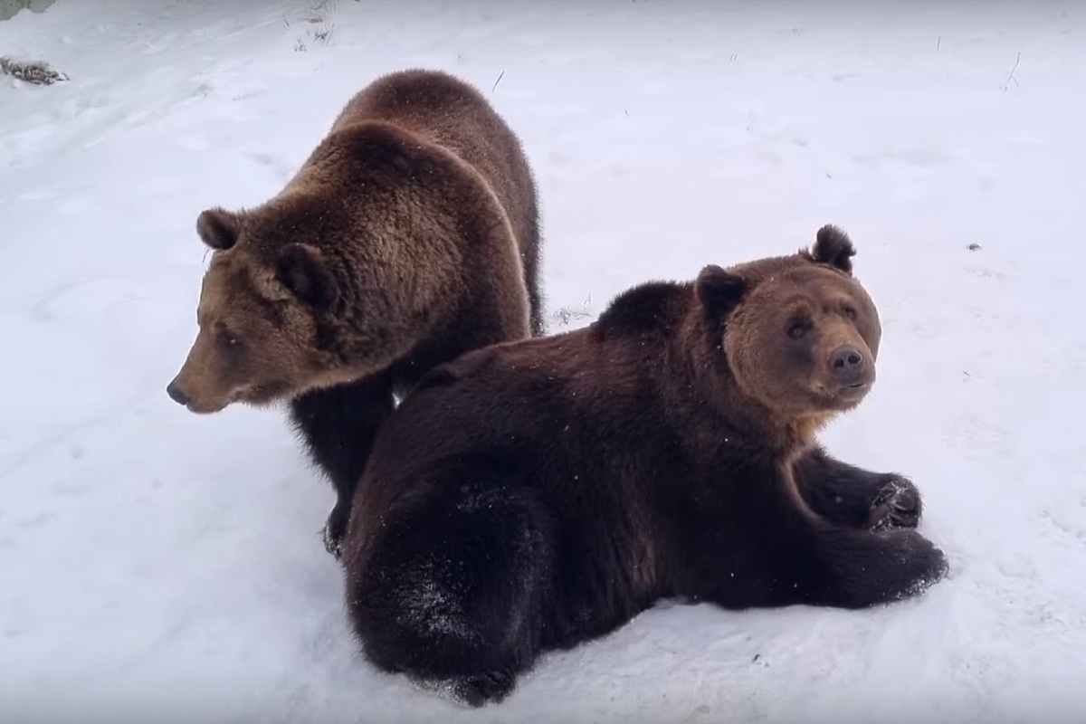 Медведи в ярославском зоопарке ушли в зимнюю спячку