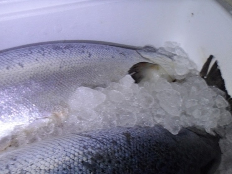2 тонны лосося не прошли ветконтроль в Псковской области