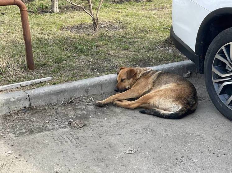 В Пензе дети подверглись нападению бездомных собак
