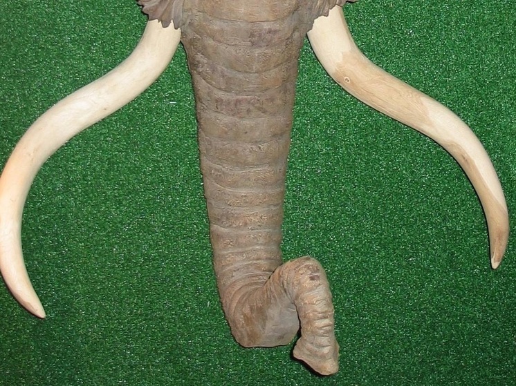 В Приморье турист пытался вывезти клыки кашалота и бивни мамонта