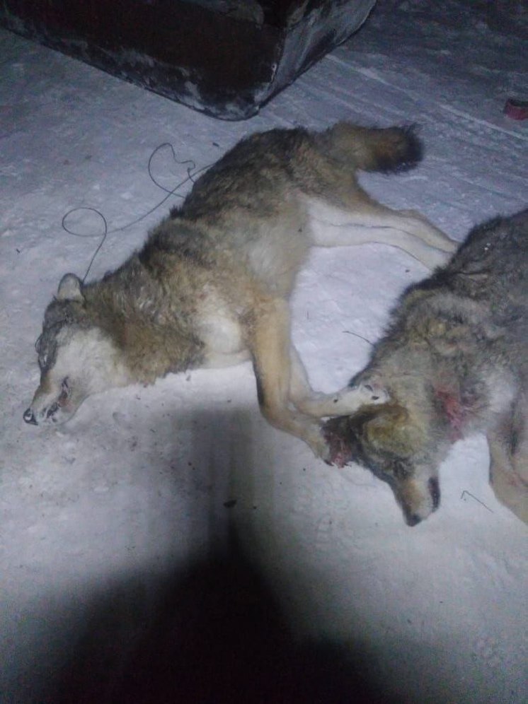 В Якутии табунщики ликвидировали двух волков